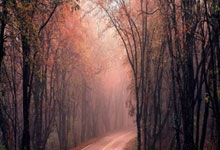 [澳网]盖德基／皮尔斯战胜本土同胞 获澳网混双冠军.